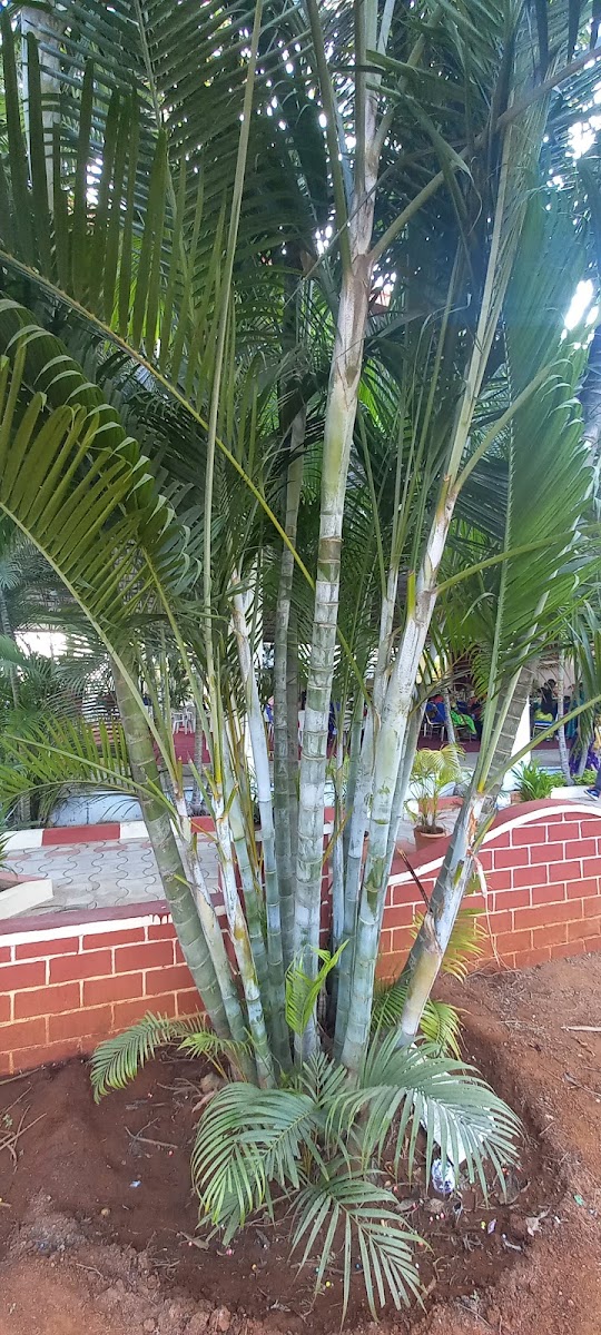 Anjanadevi Garden and Function Hall — Banquet Hall in Moinabad, Hyderabad (on-site parking, in-house decoration, DJ permitted, bar service available) — photo 4