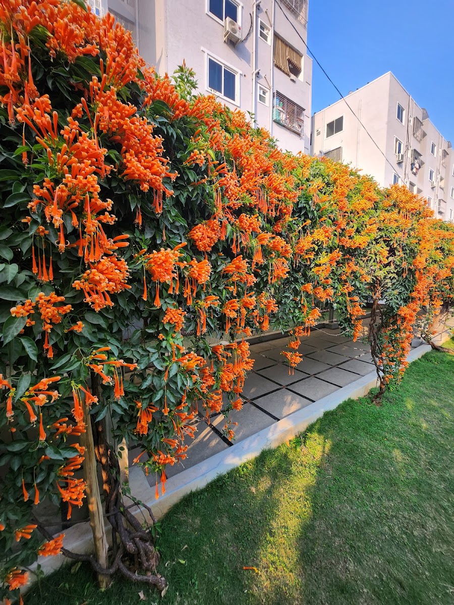 Sri Thirumala Padmavathi Gardens — Banquet Hall in Boduppal, Hyderabad (on-site parking, in-house decoration, DJ permitted, bar service available) — photo 4